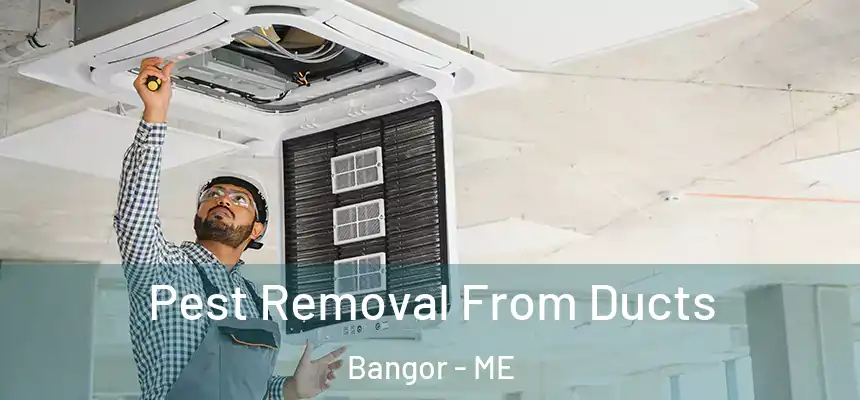 Pest Removal From Ducts Bangor - ME